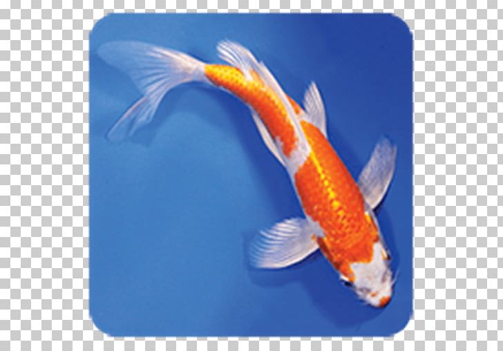 Butterfly Koi Siamese Fighting Fish Kōhaku Goldfish Taisho Sanshoku PNG, Clipart, Animal, Aquarium, Bony Fish, Breed, Butterfly Koi Free PNG Download