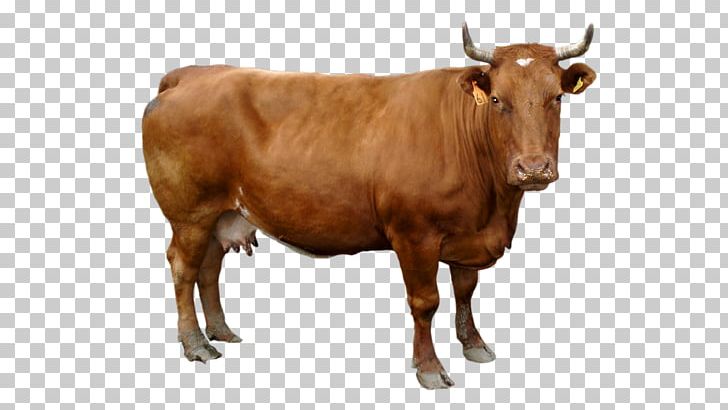 Cow PNG, Clipart, Cow Free PNG Download