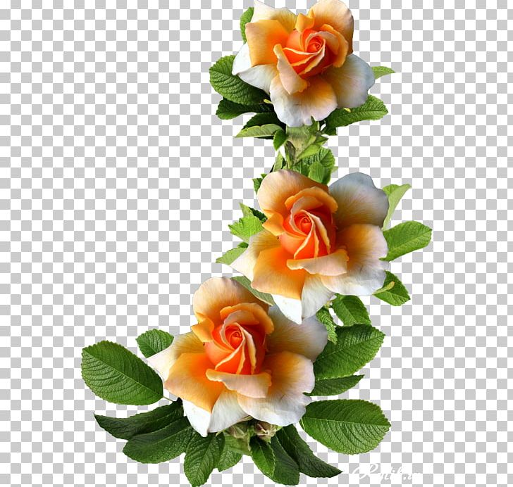 Cut Flowers Garden Roses Centifolia Roses Frames PNG, Clipart, Artificial Flower, Beautiful, Centifolia Roses, Cut Flowers, Floral Design Free PNG Download