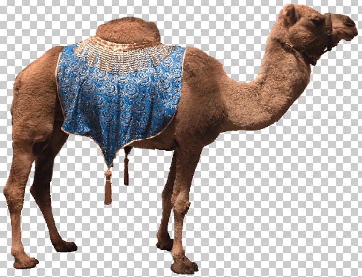 Dromedary Portable Network Graphics Bactrian Camel PNG, Clipart, Arabian Camel, Bactrian Camel, Camel, Camel Like Mammal, Computer Icons Free PNG Download