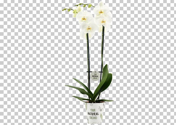 Moth Orchids Cattleya Orchids Dendrobium Cut Flowers Flowerpot PNG, Clipart, Artificial Flower, Cattleya, Cattleya Orchids, Cut Flowers, Dendrobium Free PNG Download