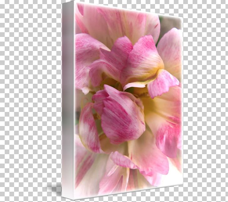 Tulip Cut Flowers Petal Floristry PNG, Clipart, Amsterdam, Cut Flowers, Daffodil, Floristry, Flower Free PNG Download