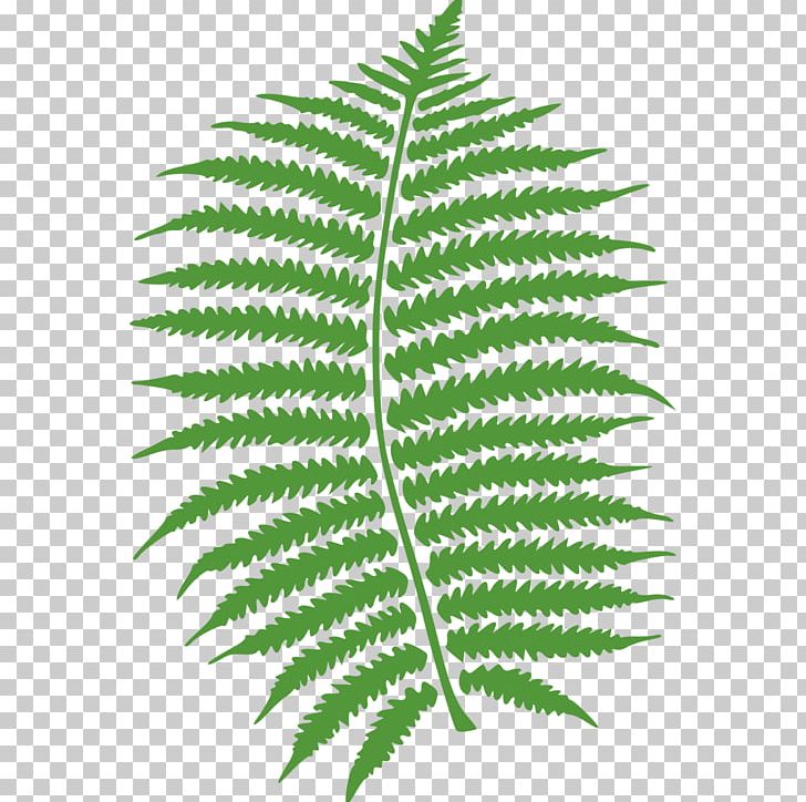 Fern Frond PNG, Clipart, Clip Art, Download, Drawing, Fern, Ferns And Horsetails Free PNG Download