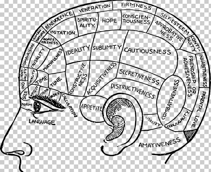 Phrenology [bust] Pie Chart Diagram PNG, Clipart, Angle, Area, Black And White, Brain, Cartoon Free PNG Download