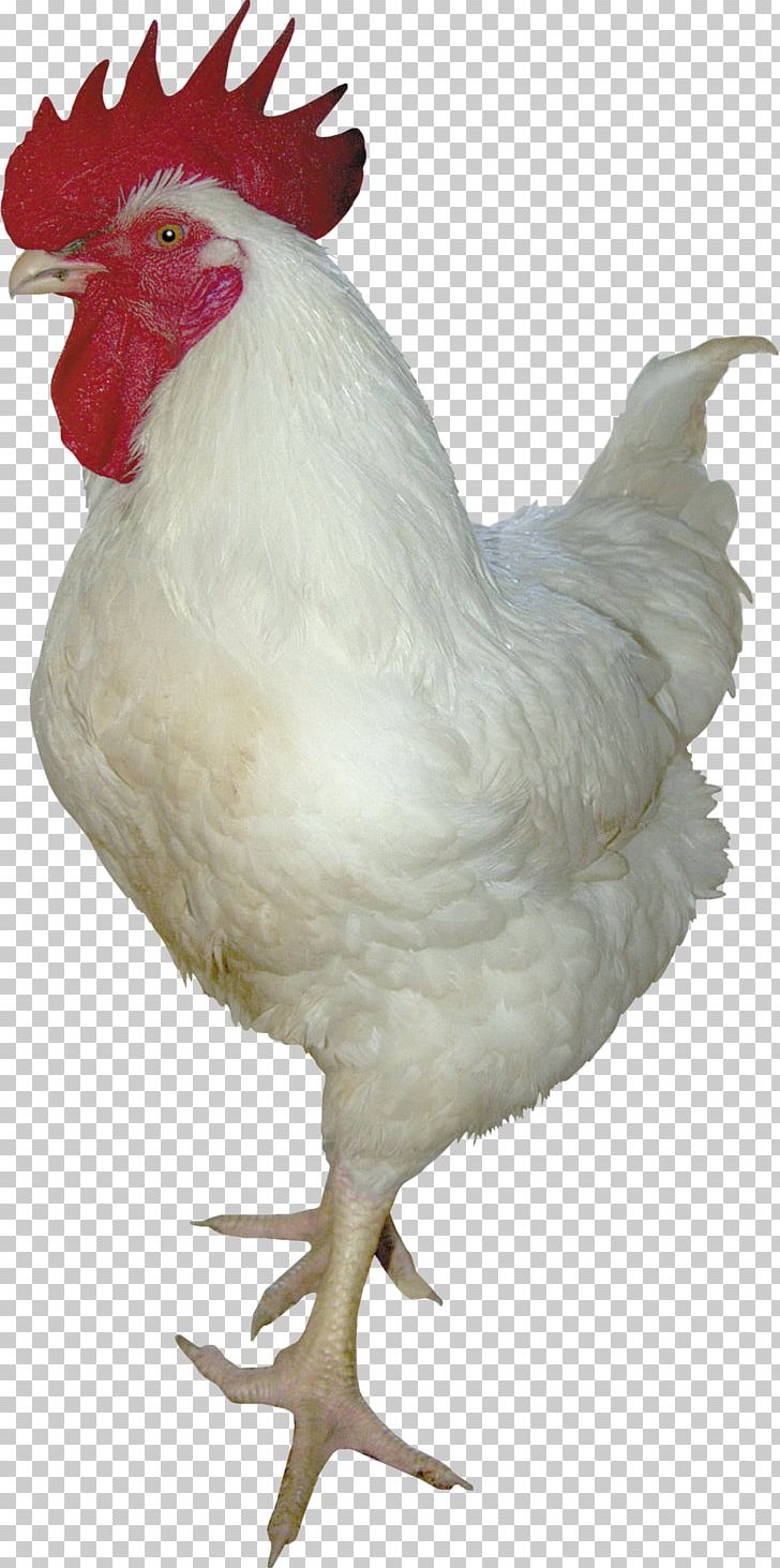 Rooster Chicken Turkey Duck PNG, Clipart, Animals, Beak, Bird, Chicken, Chicken Coop Free PNG Download