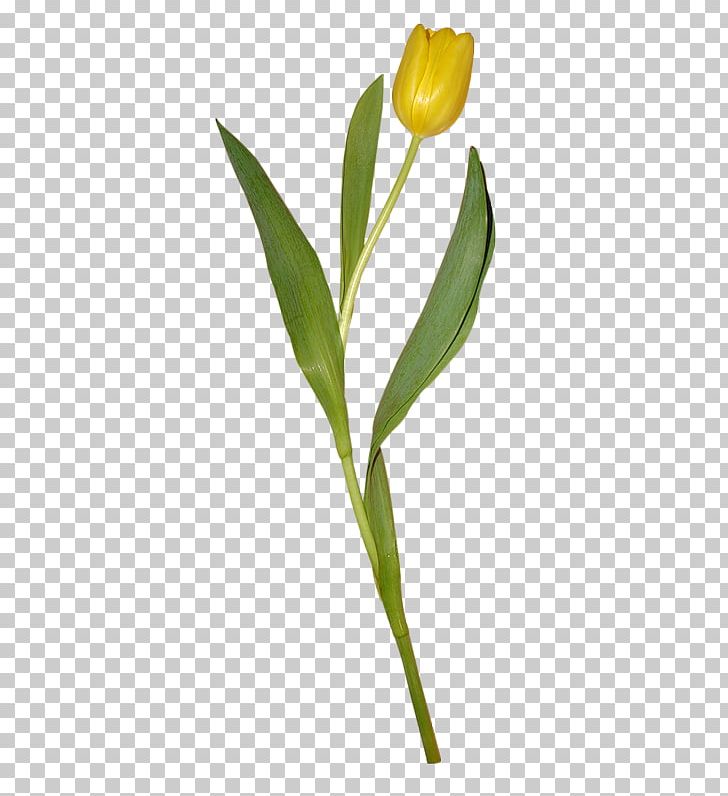 Tulip Yellow Flower Petal PNG, Clipart, Basket, Download, Floristry, Flower, Flower Bouquet Free PNG Download