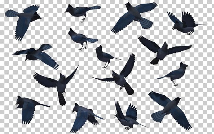Bird Migration Blue Jay PNG, Clipart, Animal Migration, Animals, Beak, Bird, Bird Flight Free PNG Download