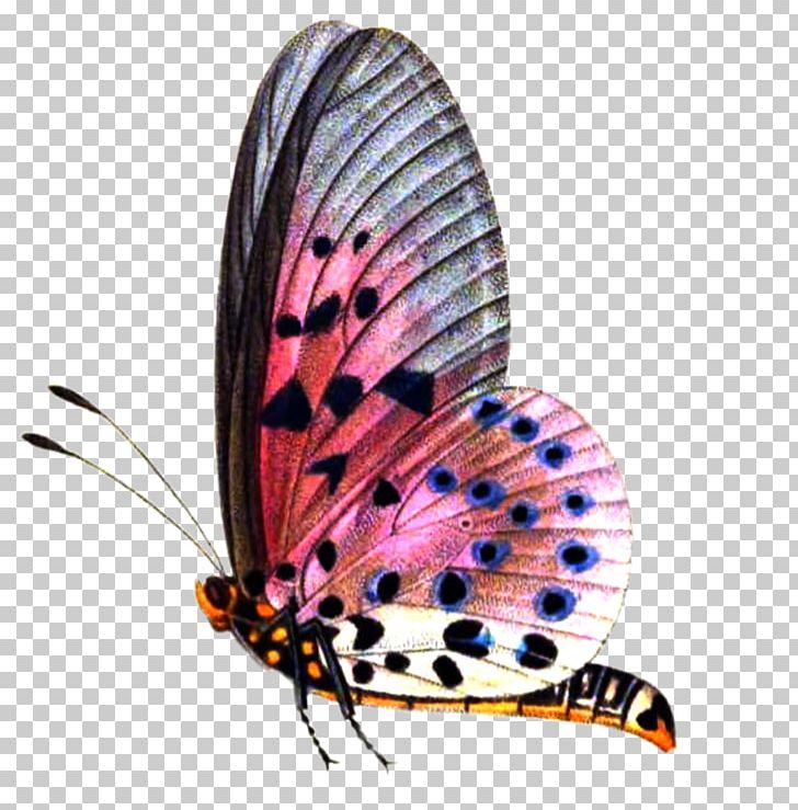 Butterfly Editing PicsArt Photo Studio PNG, Clipart, Arthropod, Brush Footed Butterfly, Butterfly, Butterfly Net, Computer Icons Free PNG Download