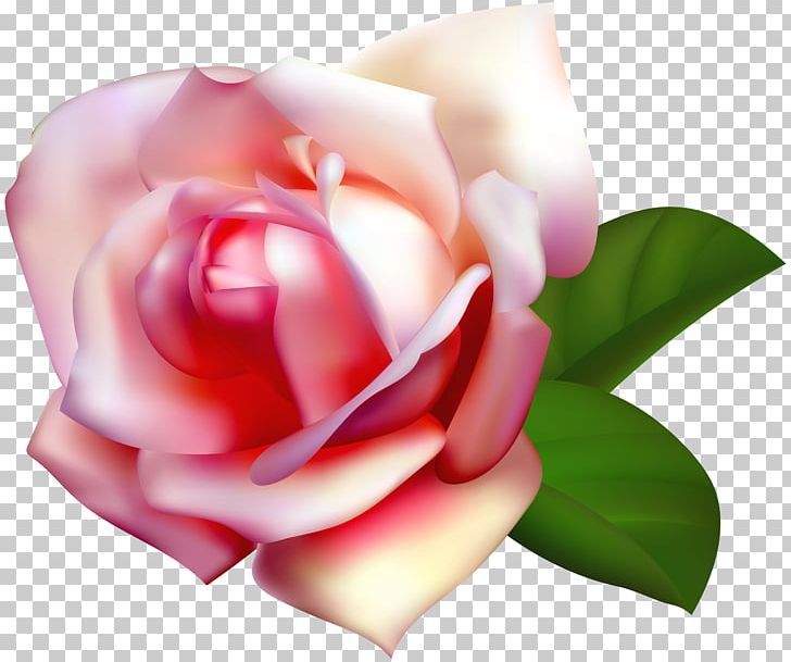 Garden Roses Centifolia Roses Rosa Chinensis PNG, Clipart, Bitmap, Bud, China Rose, Clipart, Closeup Free PNG Download