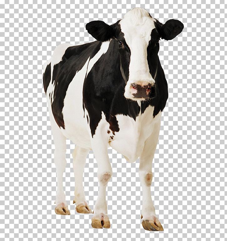 Holstein Friesian Cattle Gyr Cattle Milk PNG, Clipart, Animal, Animals, Calf, Cattle, Cattle Like Mammal Free PNG Download