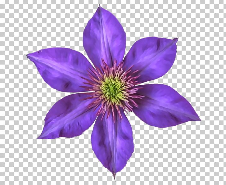 Drawing Art PNG, Clipart, Airbrush, Art, Clematis, Drawing, Encapsulated Postscript Free PNG Download