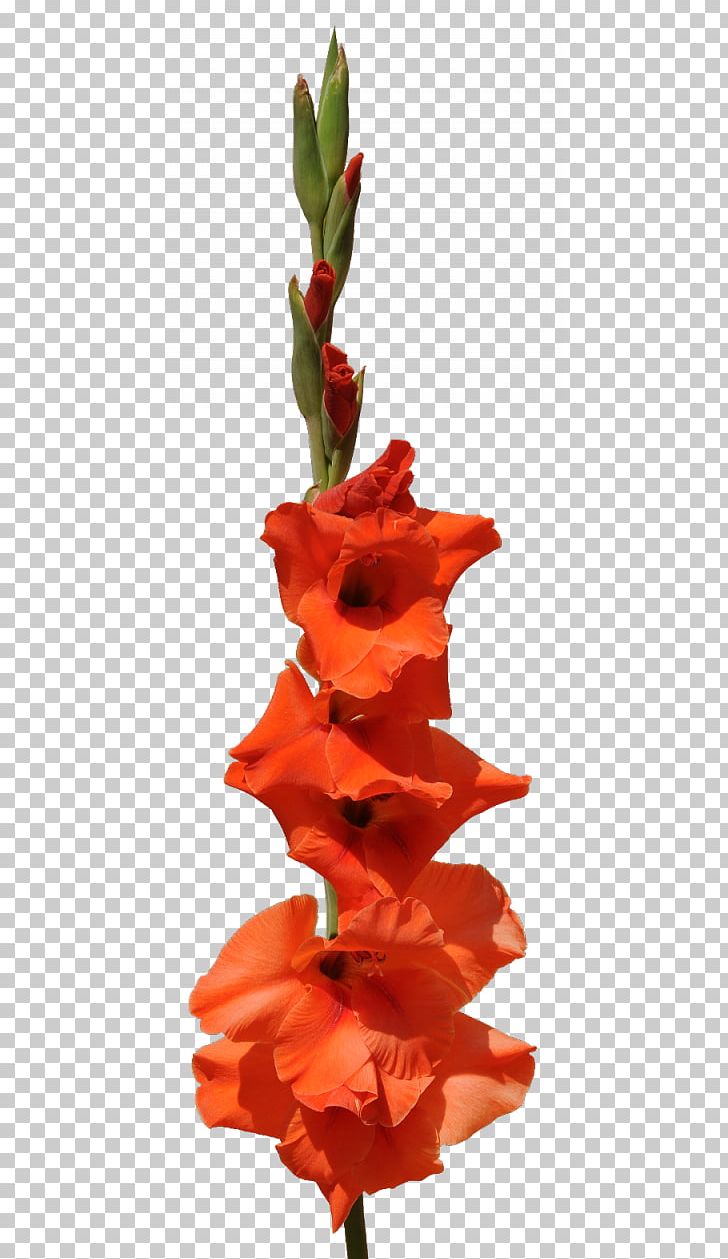 Gladiolus Flower Bouquet PNG, Clipart, Cut Flowers, Depositfiles, Flora, Flower, Flowering Plant Free PNG Download