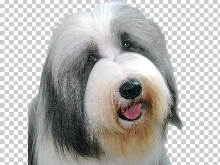 Sapsali Old English Sheepdog Tibetan Terrier Polish Lowland Sheepdog Bearded Collie PNG, Clipart, Ancient Dog Breeds, Breed Group Dog, Carnivoran, Collie, Companion Dog Free PNG Download
