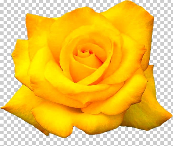 The Yellow Rose Of Texas Flower Desktop PNG, Clipart, Aspect Ratio, Blue Rose, Cut Flowers, Floristry, Flower Bouquet Free PNG Download