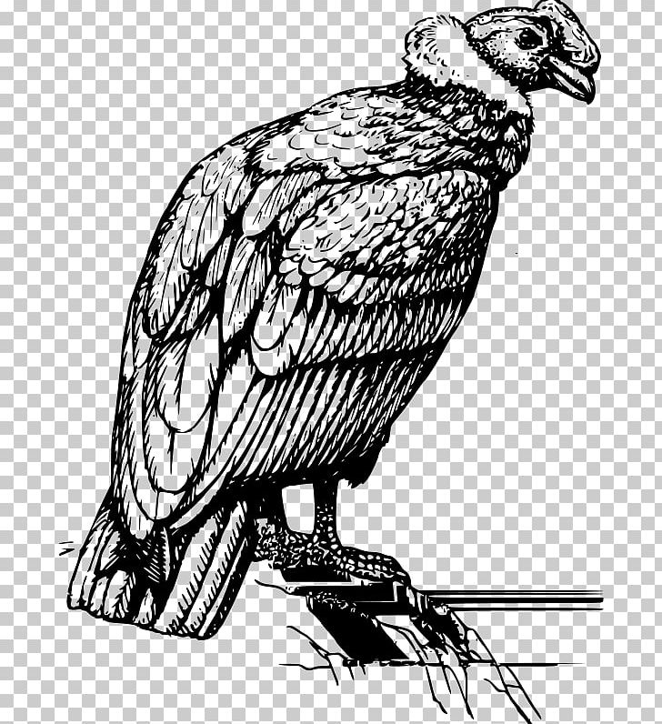 Andean Condor Drawing PNG, Clipart, Andean Condor, Art, Artwork, Beak, Bird Free PNG Download