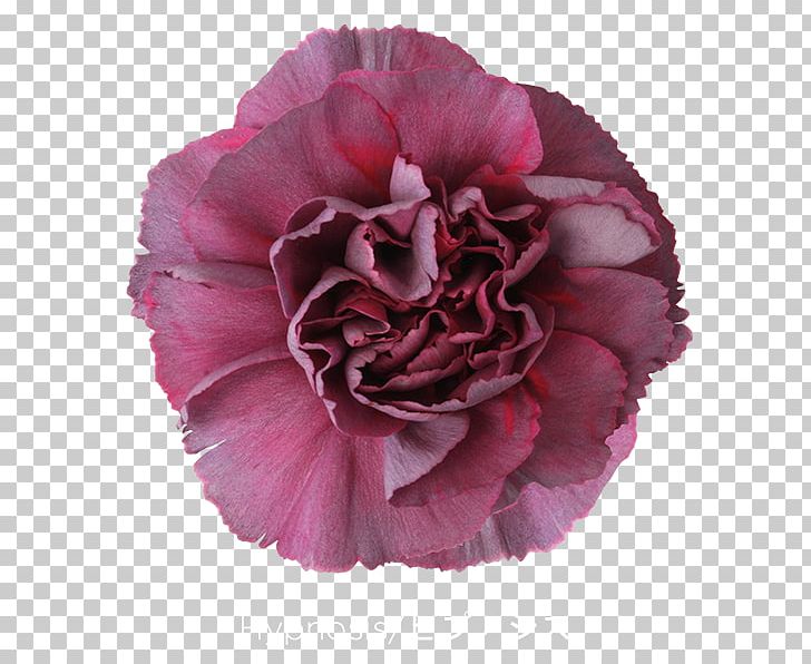 Carnation Cut Flowers Pink Violet PNG, Clipart, Carnation, Centifolia Roses, Colibri Flowers Sa, Cut Flowers, Flower Free PNG Download