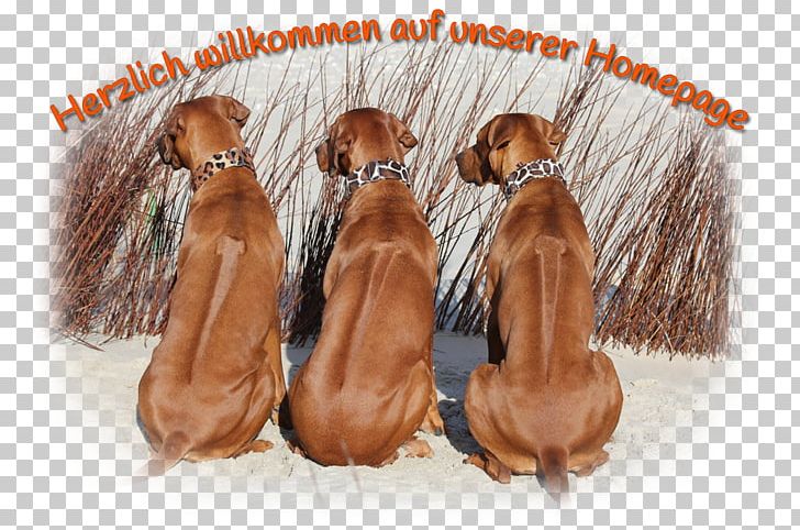 Irish Setter Dog Breed Sporting Group Caramel Color PNG, Clipart, Breed, Brown, Caramel Color, Carnivoran, Dog Free PNG Download