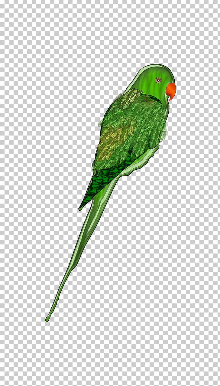Parrots Of New Guinea Bird PNG, Clipart, Animals, Background Green, Beak, Birds, Common Pet Parakeet Free PNG Download