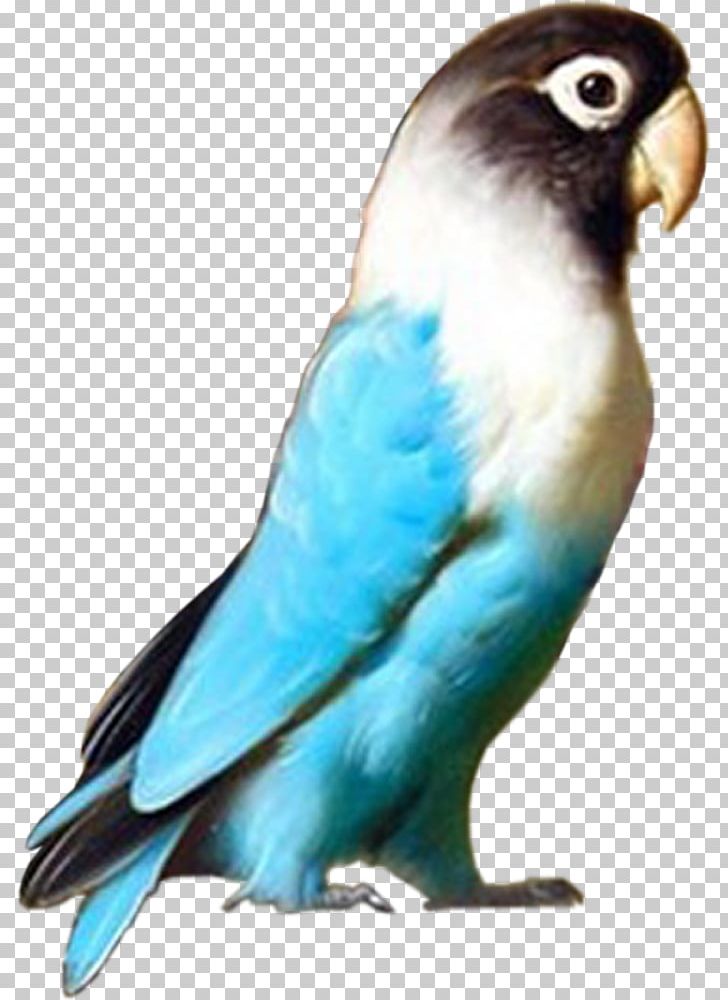 Budgerigar Lovebird Macaw Parrot PNG, Clipart, Animal, Animals, Beak, Bird, Birdcage Free PNG Download