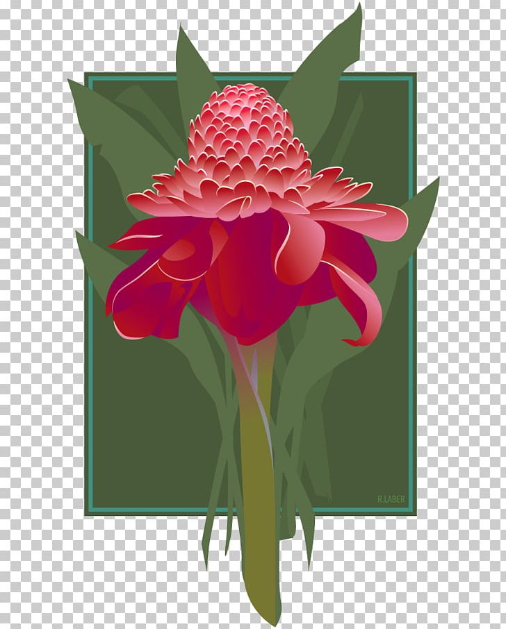 Etlingera Elatior Drawing PNG, Clipart, Canna Family, Canna Lily, Composer, Dahlia, Drawing Free PNG Download