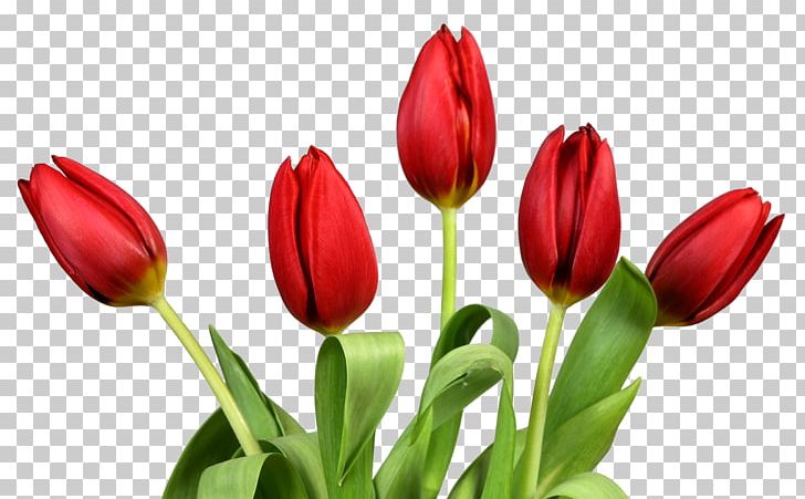 Tulip Flower PNG, Clipart, Bud, Color, Computer Icons, Cut Flowers, Desktop Wallpaper Free PNG Download