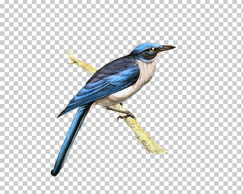Bird Beak Blue Jay Jay Songbird PNG, Clipart, Beak, Bird, Bluebird, Blue Jay, Coraciiformes Free PNG Download