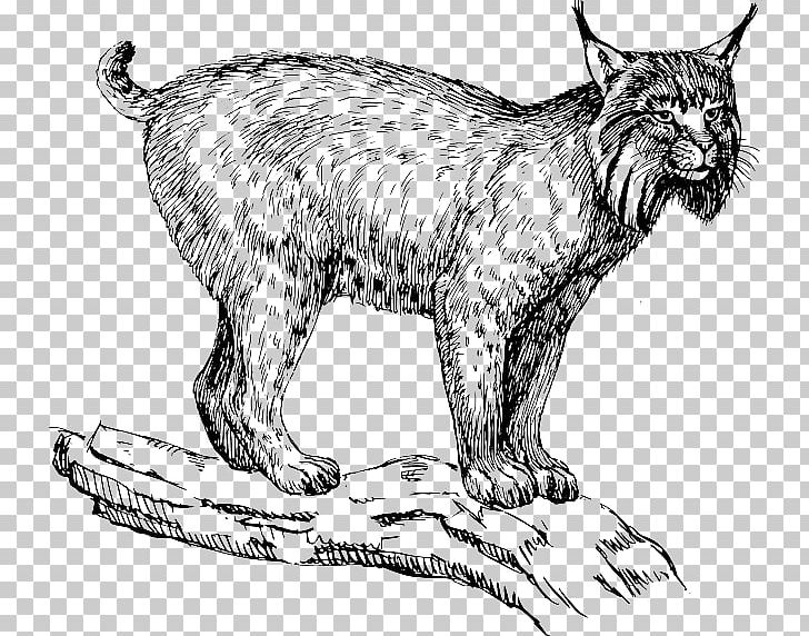 Eurasian Lynx Felidae Wildcat Bobcat PNG, Clipart, Animals, Artwork, Big Cat, Big Cats, Black And White Free PNG Download