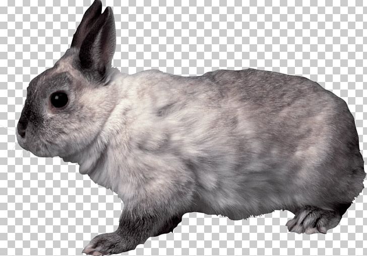 Holland Lop Domestic Rabbit Portable Network Graphics Transparency PNG, Clipart, Animals, Clipping Path, Computer Icons, Desktop Wallpaper, Domestic Rabbit Free PNG Download