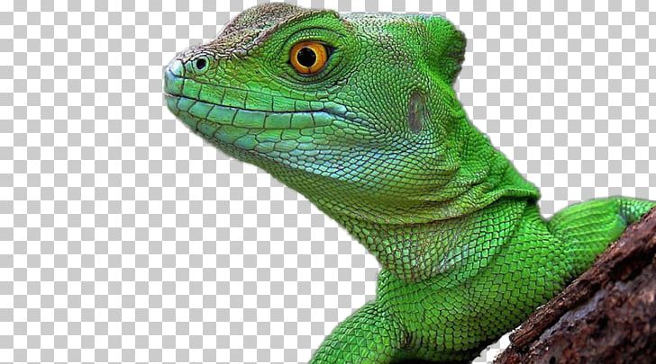 Lizard Reptile Chameleons Common Iguanas Desktop PNG, Clipart, 5k Resolution, Agama, Animals, Chameleons, Common Iguanas Free PNG Download