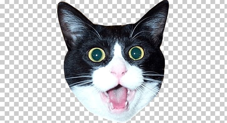 Lolcat Kitten Pet PNG, Clipart, American Wirehair, Animals, Black Cat, Blog, Carnivoran Free PNG Download