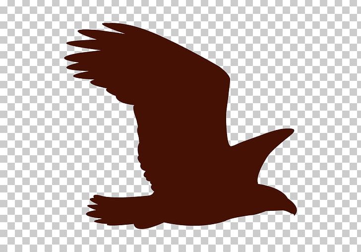 Silhouette Falcon PNG, Clipart, Aguila, Animals, Beak, Bird, Bird Of Prey Free PNG Download