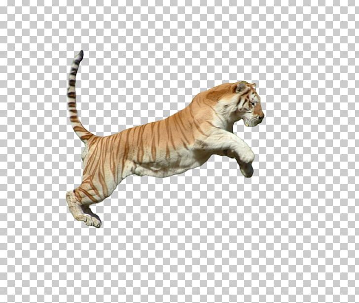 Tiger Cat Animal Fauna Mammal PNG, Clipart, Animal, Animal Figure, Animals, Art, Big Cat Free PNG Download