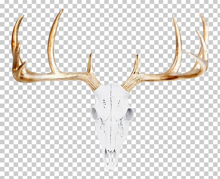 White-tailed Deer Bison Animal Skulls PNG, Clipart, Animal, Animals, Animal Skulls, Antler, Bison Free PNG Download