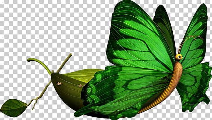Butterfly Insect Photography PNG, Clipart, Arthropod, Boat, Brush Footed Butterfly, Butterflies And Moths, Butterfly Free PNG Download
