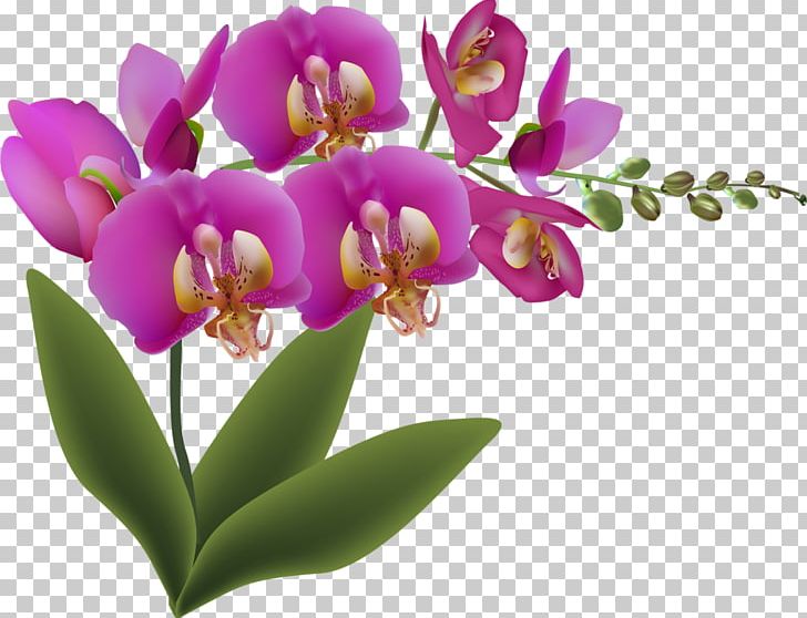 Cattleya Orchids Still Life With Fruit And Flowers Petal PNG, Clipart, Bud, Cattleya, Cattleya Orchids, Cut Flowers, Flora Free PNG Download