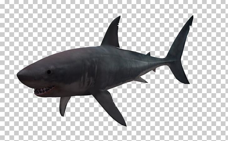 Great White Shark Lamniformes PNG, Clipart, 3d Computer Graphics, Animal, Animals, Cartilaginous Fish, Digital Image Free PNG Download