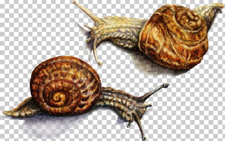 Pond Snails Schnecken Sea Snail Slug PNG, Clipart, Animal, Animals, Conchology, Escargot, Gastropods Free PNG Download