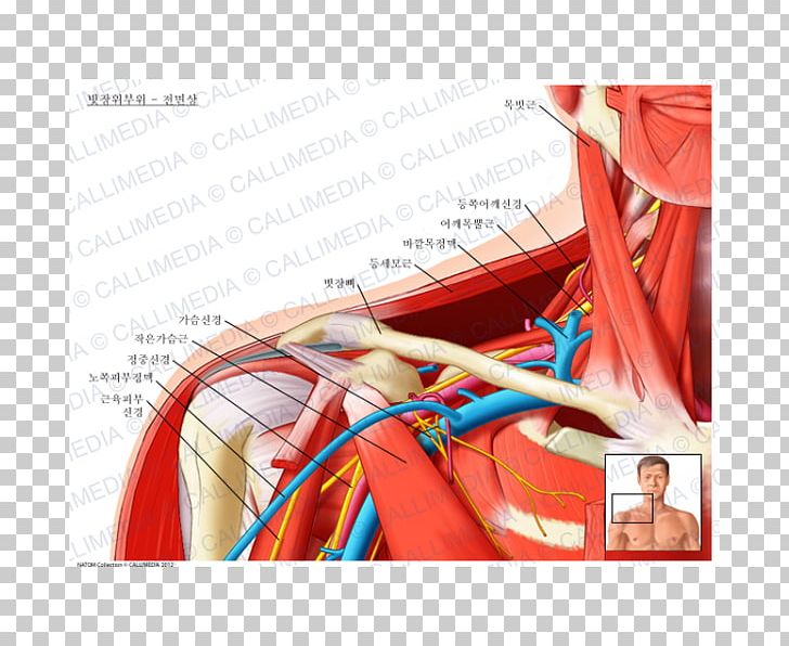 Supraclavicular Fossa Supraclavicular Nerves Supraclavicular Lymph Nodes Anatomy PNG, Clipart, Anatomy, Artery, Axillary Nerve, Brachial Plexus, Dorsal Scapular Nerve Free PNG Download