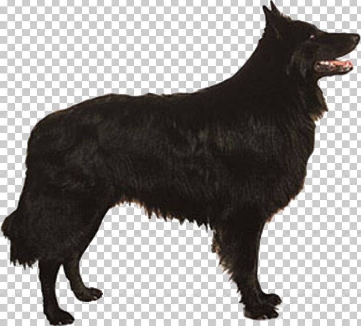 Tervuren Malinois Dog Schipperke Old English Sheepdog Belgian Shepherd PNG, Clipart, Animal, Animals, Background Black, Black, Black Background Free PNG Download