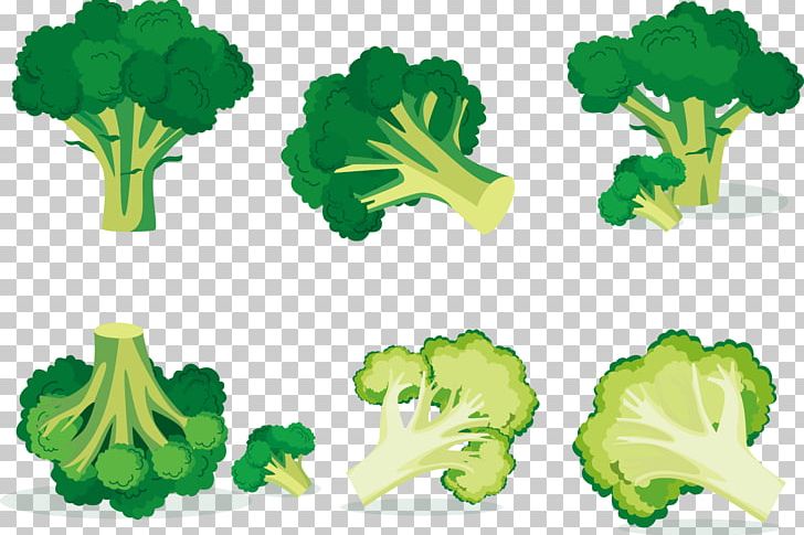 Broccoli Euclidean Vegetable PNG, Clipart, Brassica Oleracea, Broc, Cauliflower, Encapsulated Postscript, Food Free PNG Download