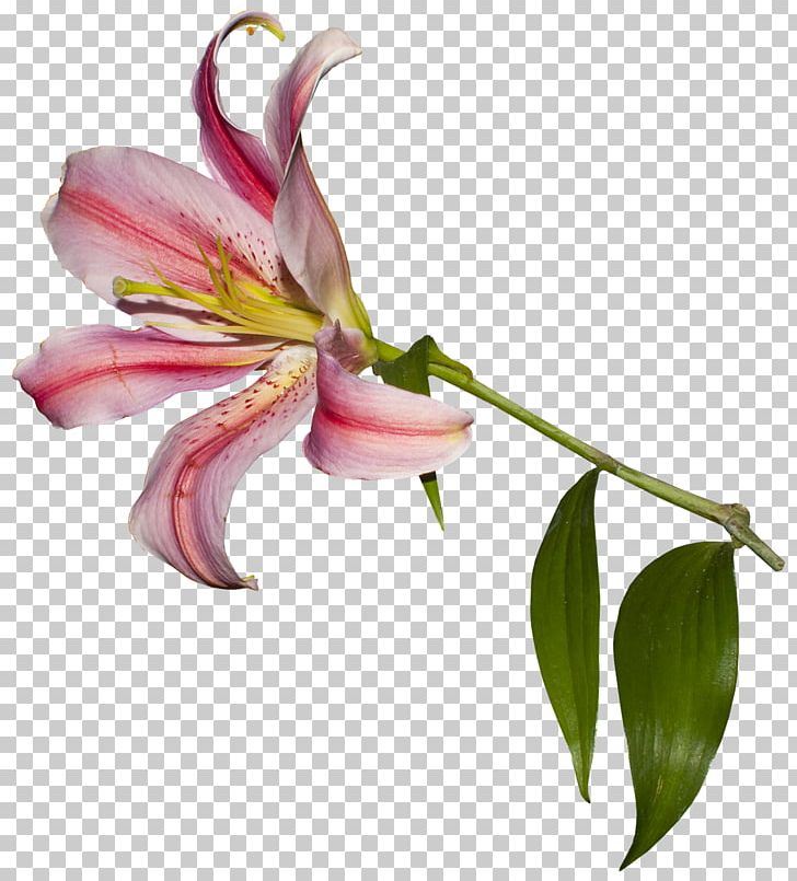 Lilium Logo Cut Flowers Lily Of The Incas Lettering PNG, Clipart, Alstroemeriaceae, Blog, Cut Flowers, Daylily, Flora Free PNG Download