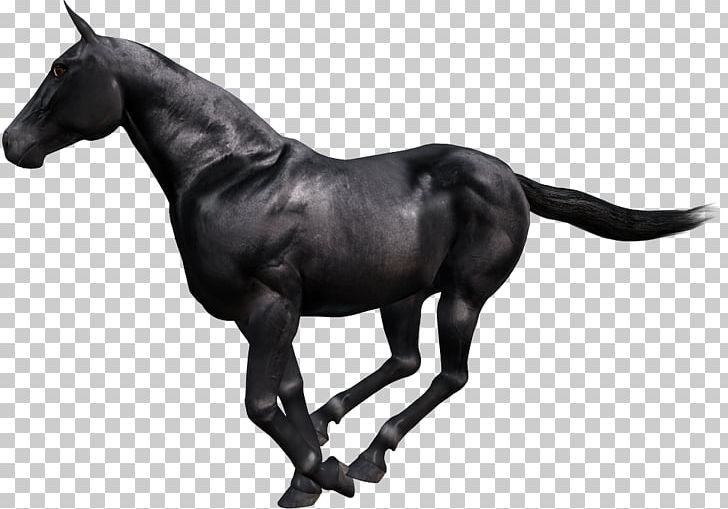 Gallop Animaatio Paso Fino PNG, Clipart, Animaatio, Animal, Animal Figure, Black And White, Bonne Free PNG Download