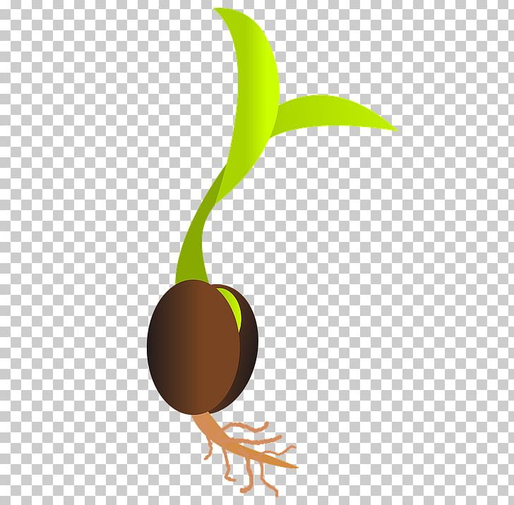 Germination Seed Sowing Sprouting PNG, Clipart, Art, Clip, Computer Wallpaper, Food, Fruit Free PNG Download