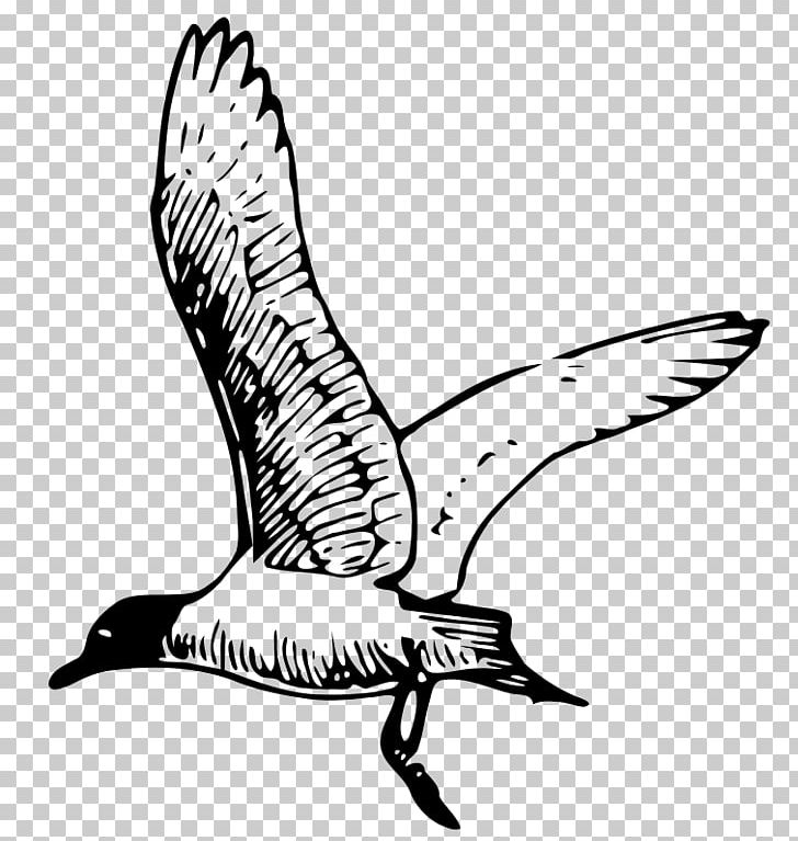 Gulls Drawing Line Art PNG, Clipart, Art, Artwork, Beak, Bird, Black And White Free PNG Download
