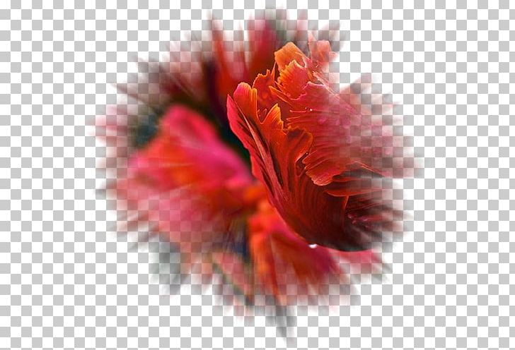 JBIG JPEG 2000 PNG, Clipart, Cdr, Digital Image, Display Resolution, Flower, Flowering Plant Free PNG Download