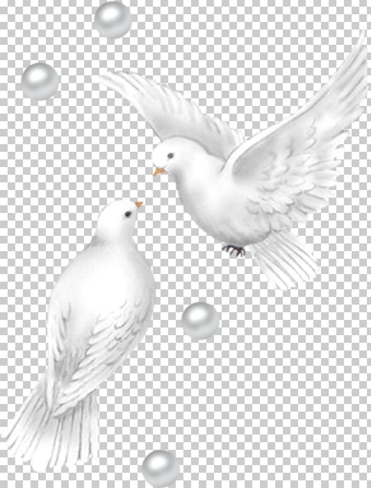 Pigeons PNG, Clipart, Asuka, Beak, Bird, Black And White, Columbidae Free PNG Download