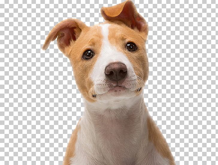 Puppy Desktop Pug Dog Breed Kitten PNG, Clipart, Animal, Carnivoran, Cat, Desktop Environment, Desktop Metaphor Free PNG Download