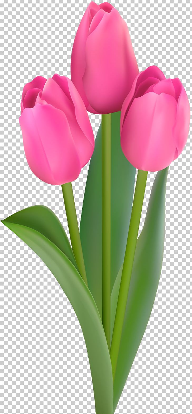 Tulip PNG, Clipart, Cut Flowers, Download, Flower, Flower Bouquet, Flowering Plant Free PNG Download