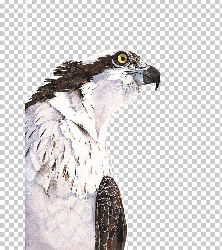 Watercolor Painting Art Printmaking PNG, Clipart, Animals, Artist, Beak, Bird, Bird Of Prey Free PNG Download