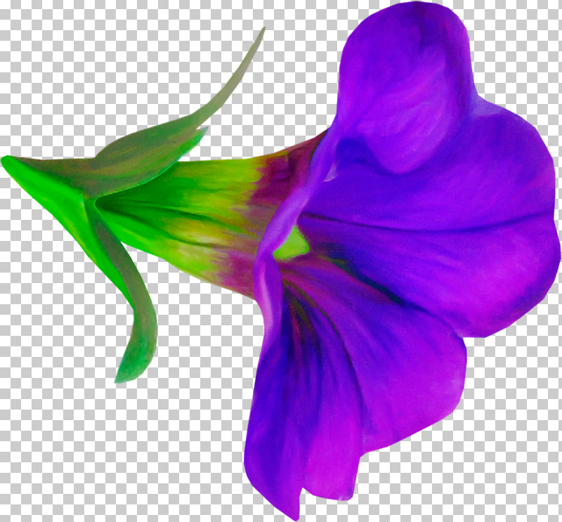 Purple Violet Petal Flower Plant PNG, Clipart, Cut Flowers, Flower, Iris, Petal, Plant Free PNG Download